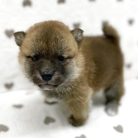 柴犬