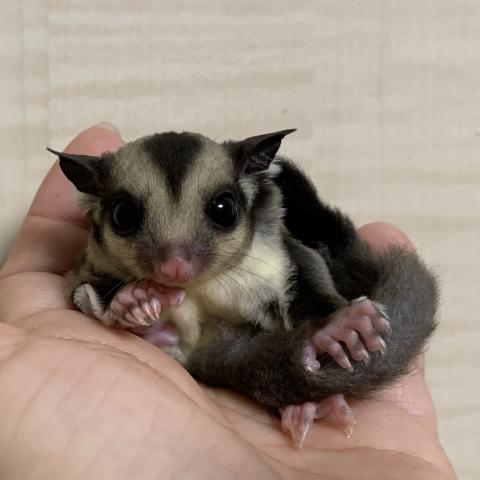 フクロモモンガ クラシック ヘテロクリミノ66％ヘテロリューシ