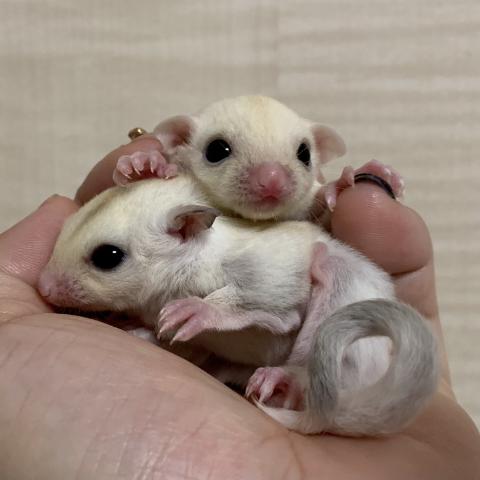 フクロモモンガ リューシ