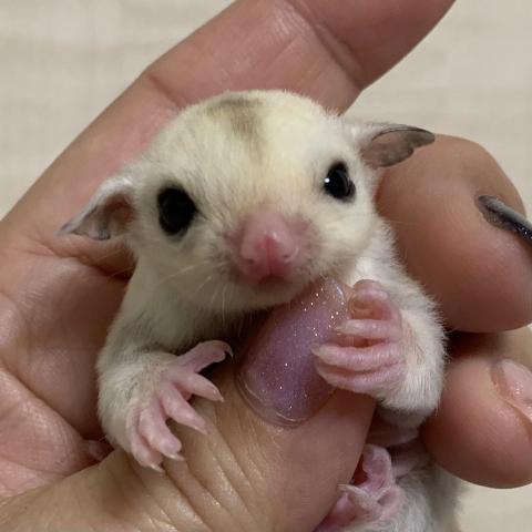 フクロモモンガ プラチナモザイク ヘテロリューシ