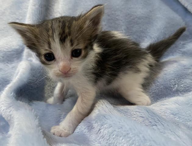 ノルウェージャンフォレストキャット