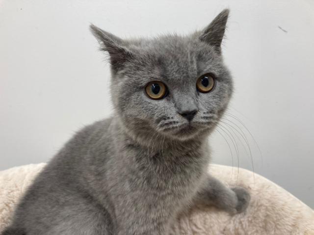 スタイルパウズ川口店 埼玉県 子犬や子猫たちのペット販売情報が満載 ペットステーション スタイルパウズ川口店 埼玉県 子犬や子猫たちのペット販売情報が満載 ペットステーション