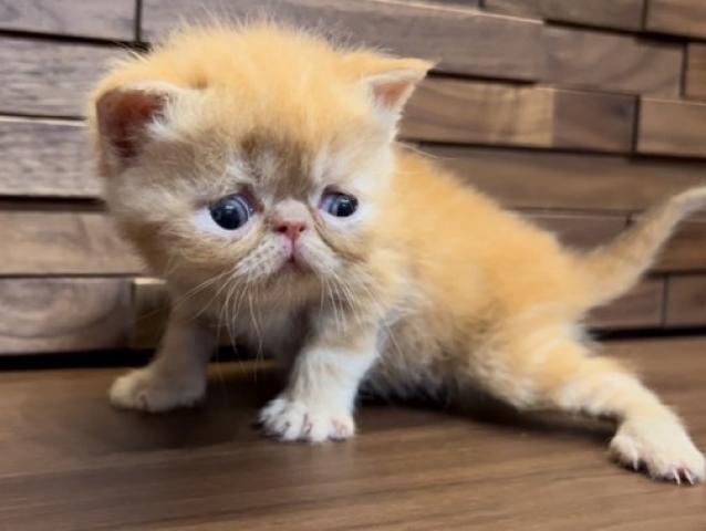 エキゾチックショートヘアー