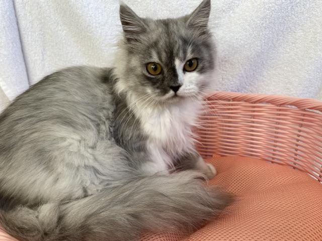 スコティッシュフォールド