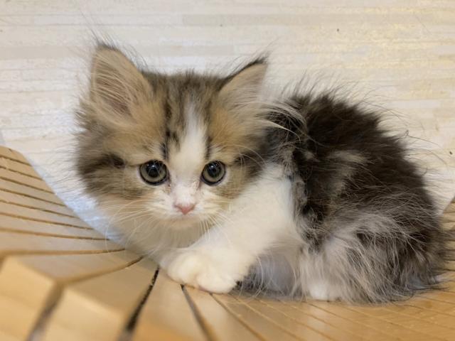 ミヌエット(旧ナポレオン)