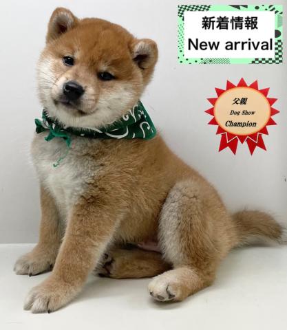 柴犬