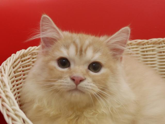 スコティッシュフォールド