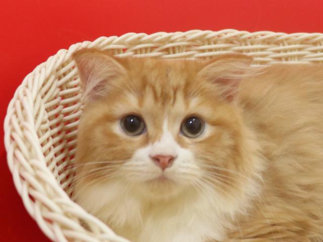 スコティッシュフォールド