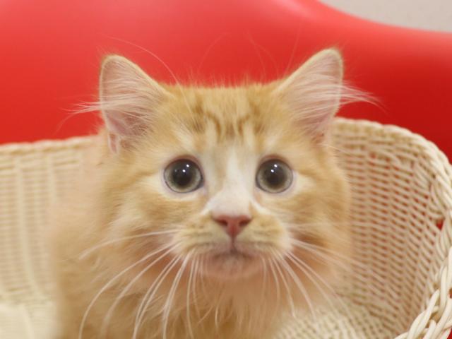 スコティッシュフォールド