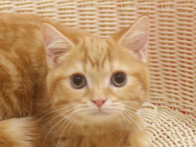 スコティッシュフォールド