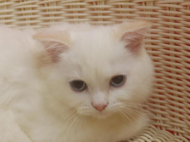 スコティッシュフォールド