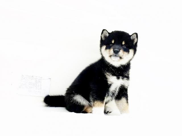豆柴犬