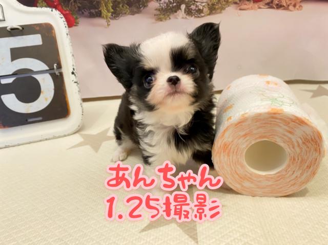 チワワ(ロングコート)