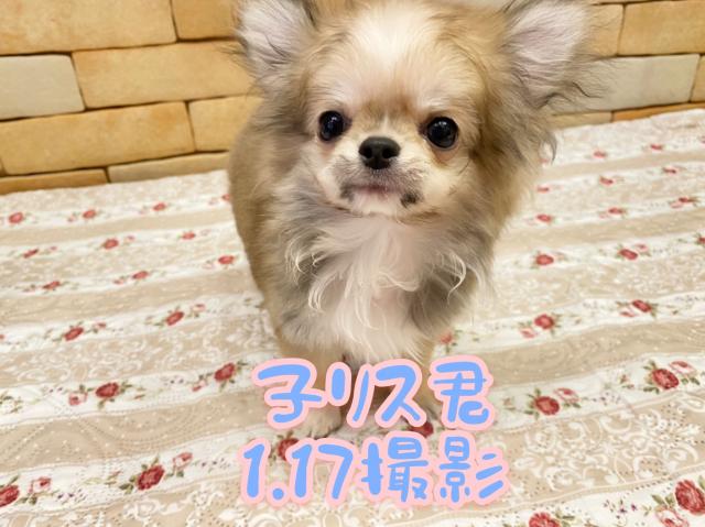 チワワ（ロングコート）