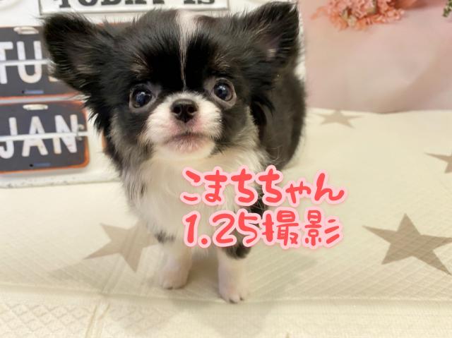 チワワ（ロングコート）