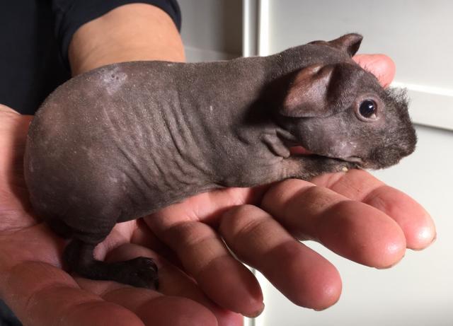 スキニーギニアピッグ