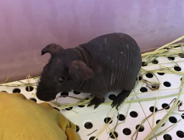 スキニーギニアピッグ