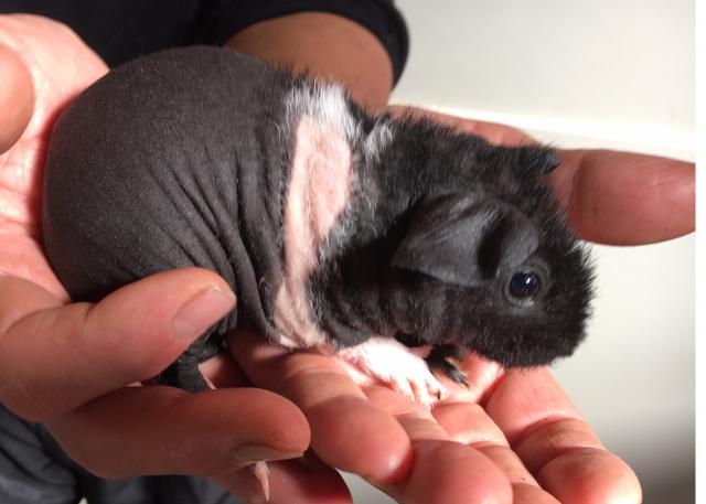 スキニーギニアピッグ