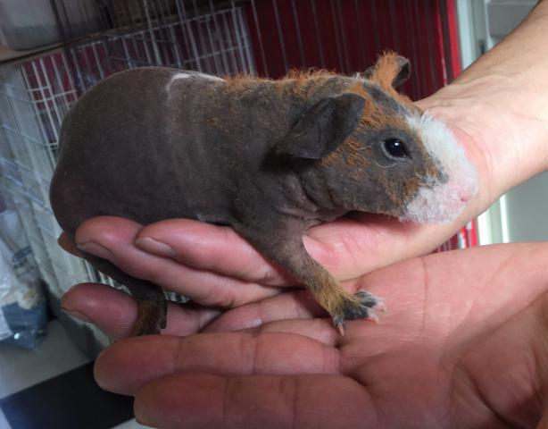 スキニーギニアピッグ