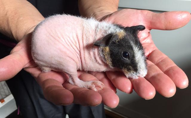 スキニーギニアピッグ