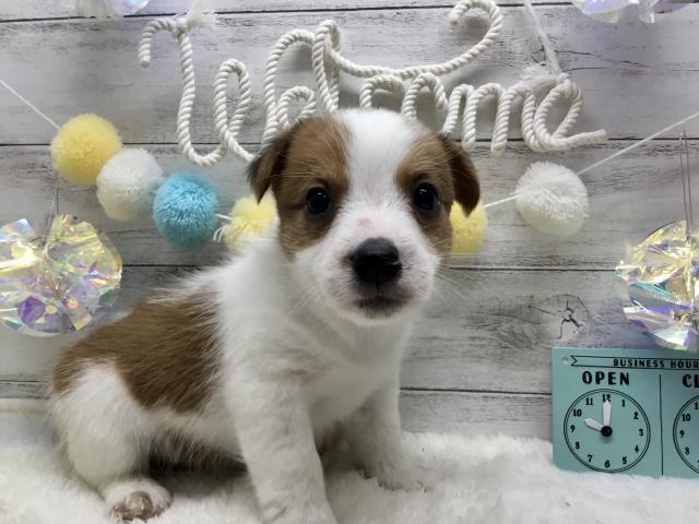 ジャックラッセルテリア