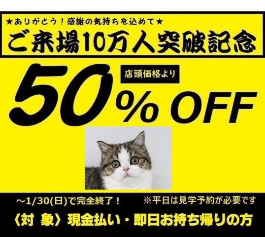 ⭐『ねこランド』の猫ちゃんはコミコミ表示価格⭐消費税込み・諸経費込みだから安心💕