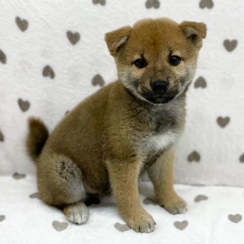 柴犬