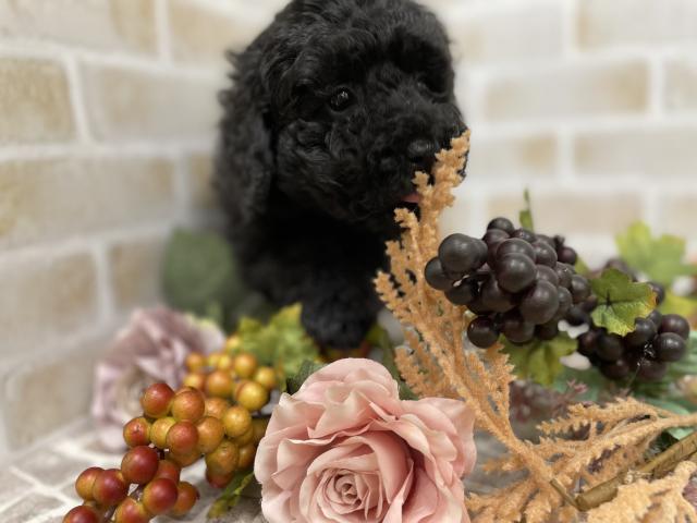 ミニチュアプードル