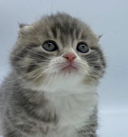 スコティッシュフォールド（折れ耳）※折れ耳、立ち耳は成長過程で変わる場合もございます