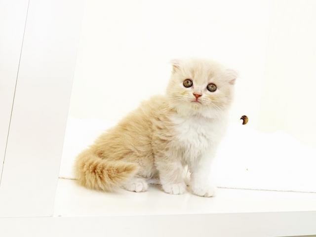 スコティッシュフォールド