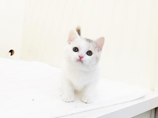 スコティッシュフォールド
