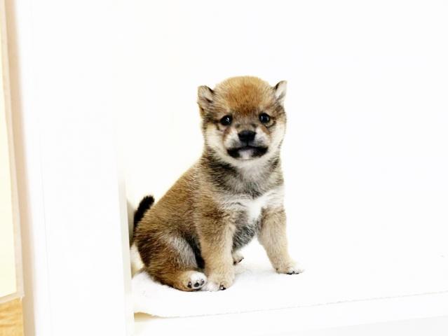 豆柴犬