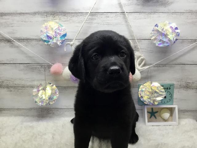 ラブラドールレトリーバー