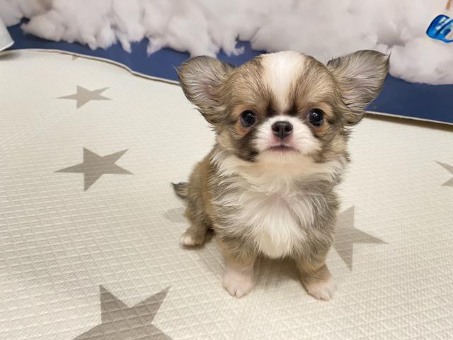 チワワ（ロングコート）