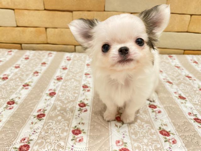 チワワ（ロングコート）