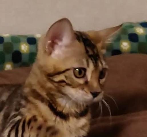 ベンガル