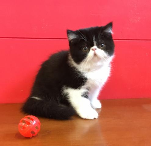 エキゾチックショートヘアー