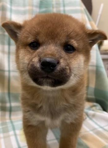 柴犬