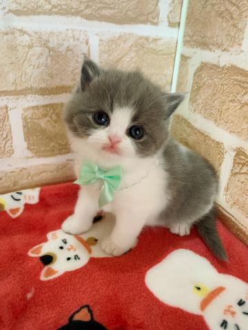 ブリティッシュショートヘア一目惚れ級の激カワ4兄妹♡