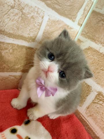 ブリティッシュショートヘア一目惚れ級の激カワ4兄妹♡