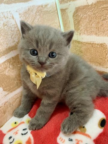 ブリティッシュショートヘア一目惚れ級の激カワ4兄妹♡