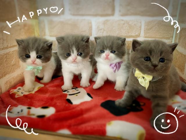 ブリティッシュショートヘアこんなに可愛い兄妹いますか?♡♡⠒̫⃝⠒̫⃝⠒̫⃝⠒̫⃝