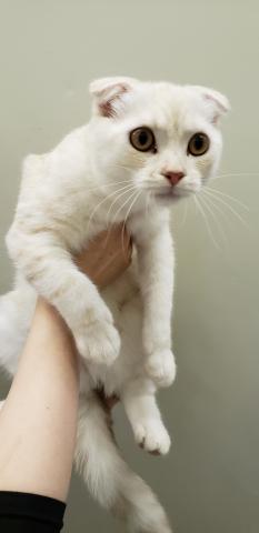 ペットワールド大仁 静岡県 子犬や子猫たちのペット販売情報が満載 ペットステーション