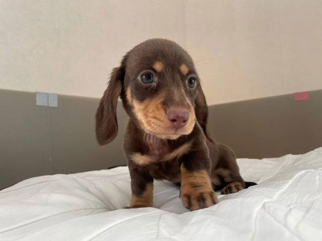 ミニチュアダックスフンド