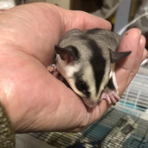 ゴン 大阪府 子犬や子猫たちのペット販売情報が満載 ペットステーション