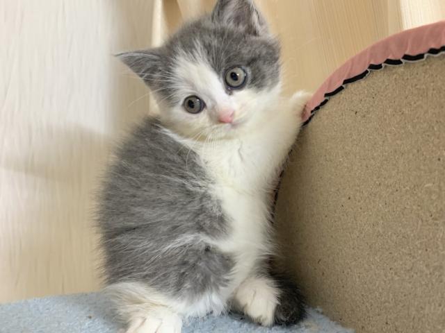 スコティッシュフォールド