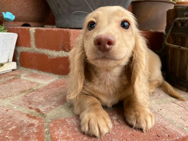 ミニチュアダックスフンド