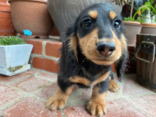 ミニチュアダックスフンド