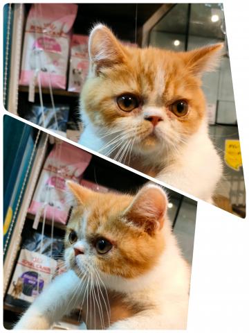 エキゾチックショートヘアー