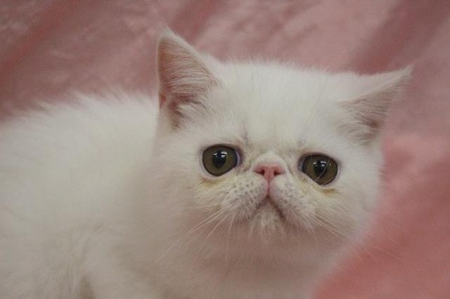 エキゾチックショートヘアー